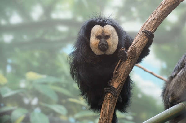 2016 is the Year of the Monkey > Newsroom